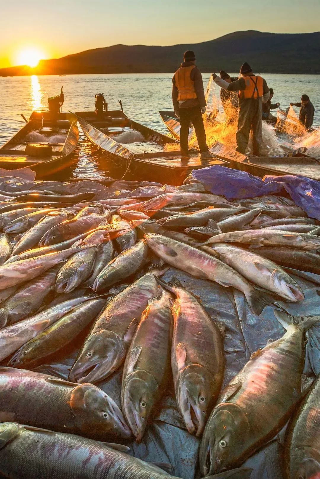 赫哲族漁村，烏蘇里江灘地成堆的魚獲。圖/視覺中國