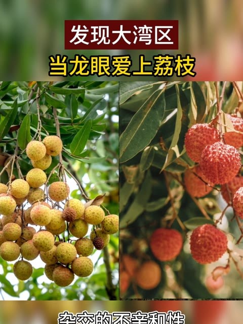 当龙眼爱上荔枝#发现大湾区