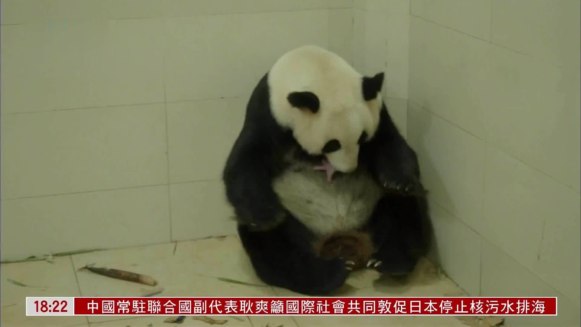 海归大熊猫苏琳喜添雄性双胞胎