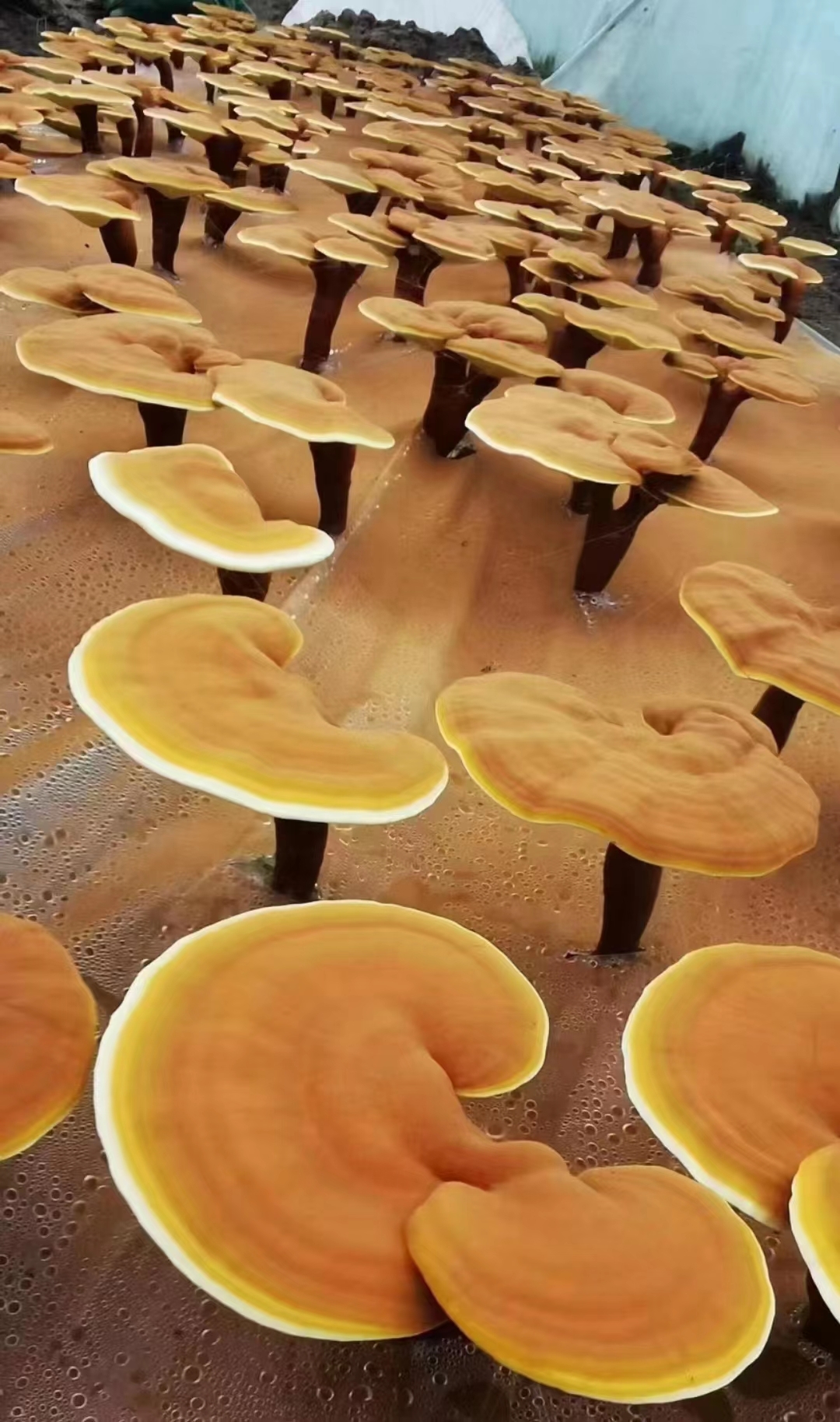 灵芝大王郭新义为救爱人上演现代版 “白蛇”与“仙草”的故事