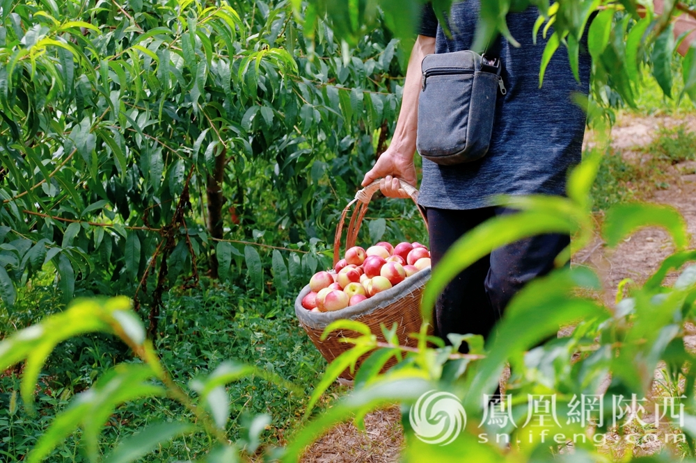 发现金台之美丨农旅融合促发展 谱写乡村振兴新篇章