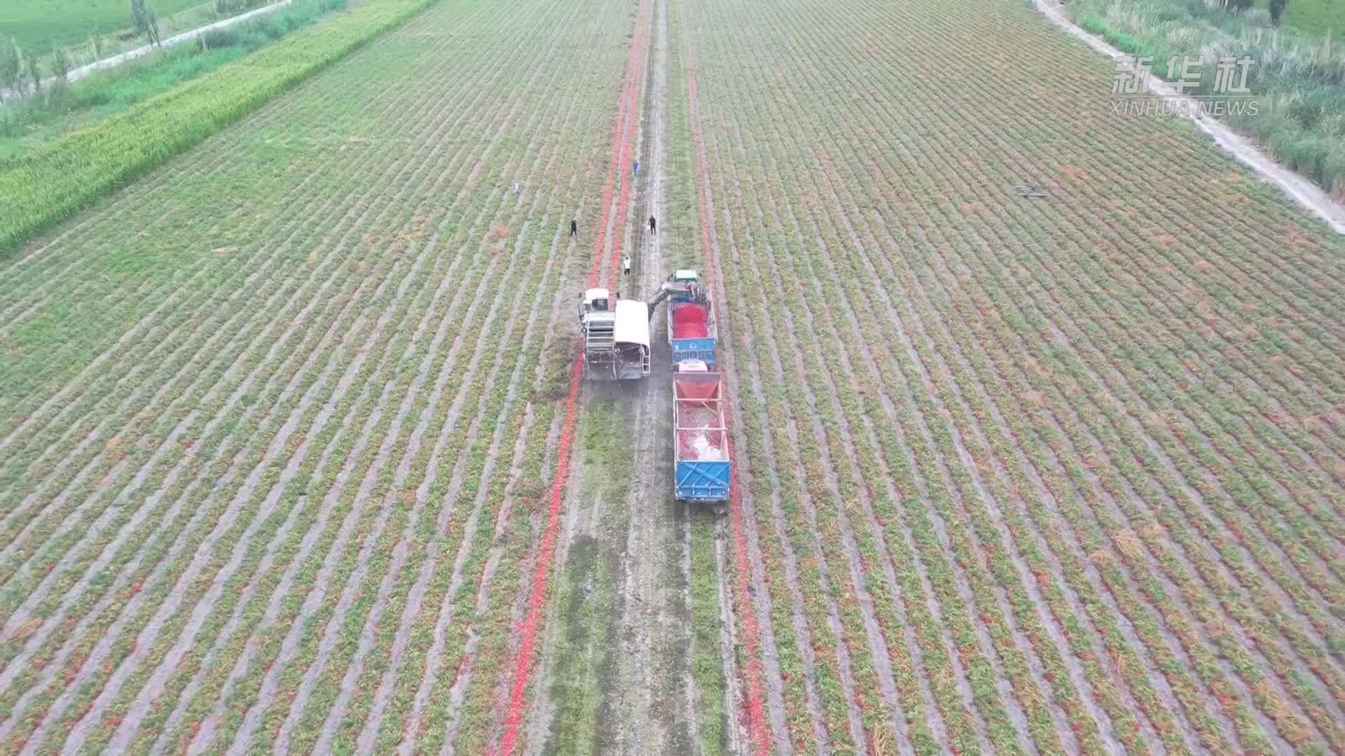 新疆巴州：15万多亩番茄丰收