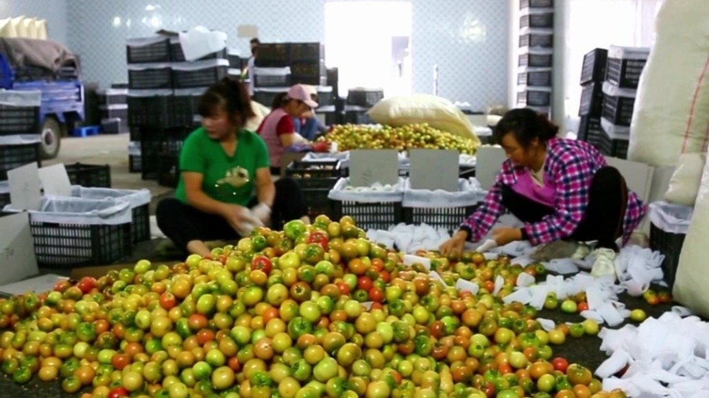 在肃州遇见中以产业园，聚宝"棚"里"蔬"写增收新篇章