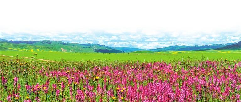 美丽的草原 （本版图片均为资料图）