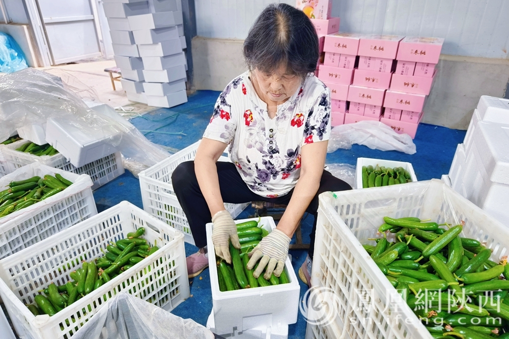 发现金台之美丨农旅融合促发展 谱写乡村振兴新篇章