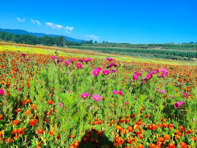 华亭“村花”组团出道 激活“美丽经济”引客来