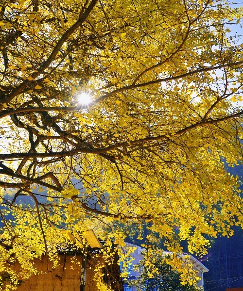 那些秋天治愈系风景，就藏在明月山的色彩里……