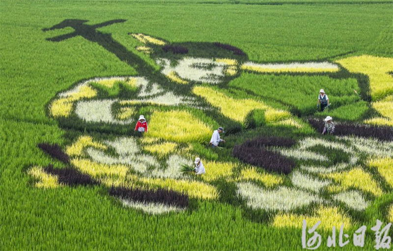 8月31日，农民在遵化市山里各庄稻田画景区整理稻田图案。