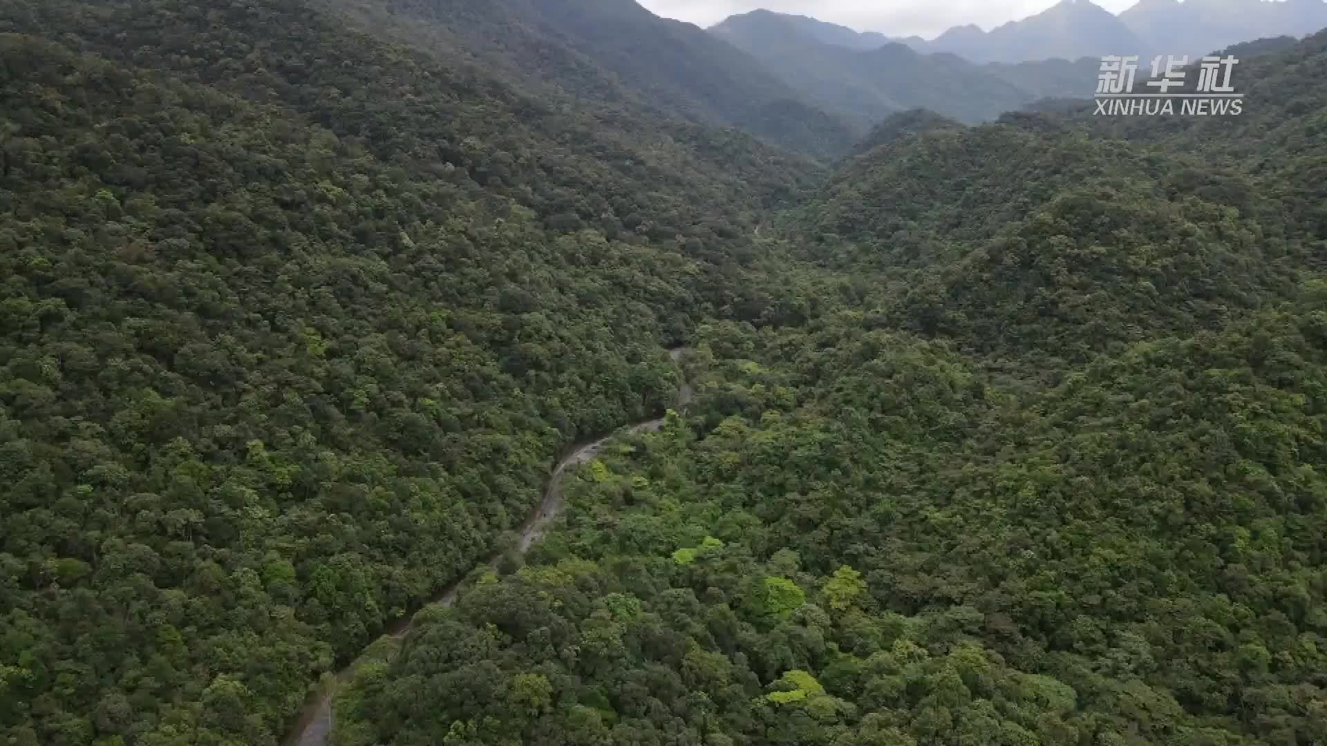 揭开十万大山的神秘面纱