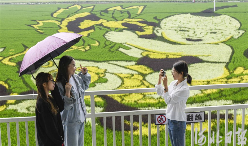 8月31日，游客在遵化市山里各庄稻田画景区游玩拍照。