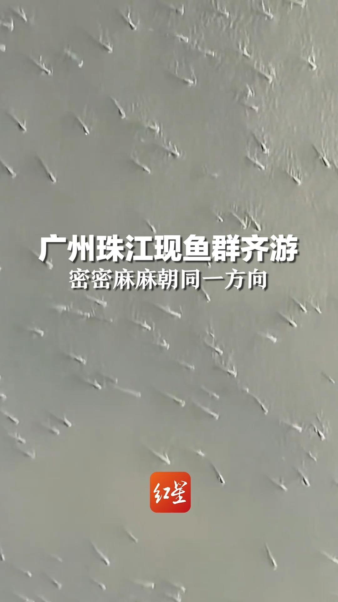 8月26日，广州珠江现鱼群齐游，密密麻麻朝同一方向，目击者：鱼群至少一公里长