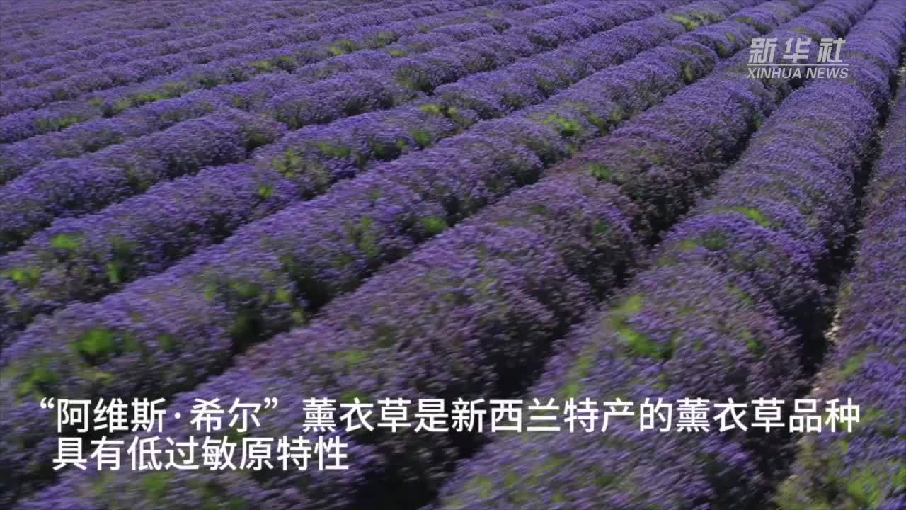 新西兰薰衣草庄园的“紫色海洋”