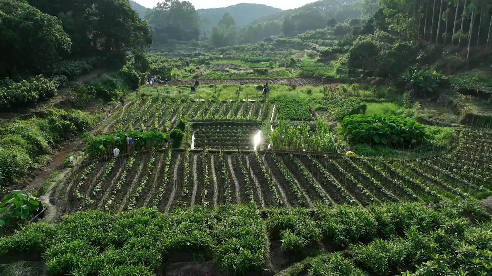 千城百县看中国｜福建云霄：好山好水好“姜”来