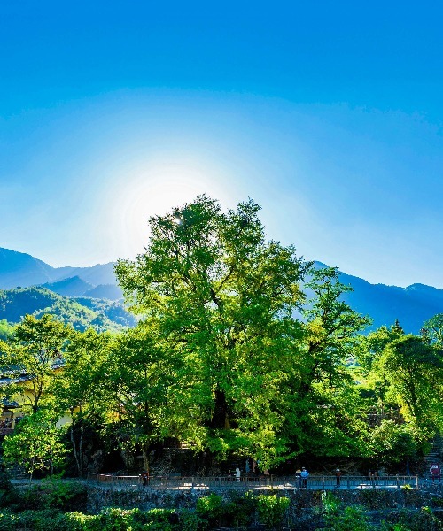 那些秋天治愈系风景，就藏在明月山的色彩里……