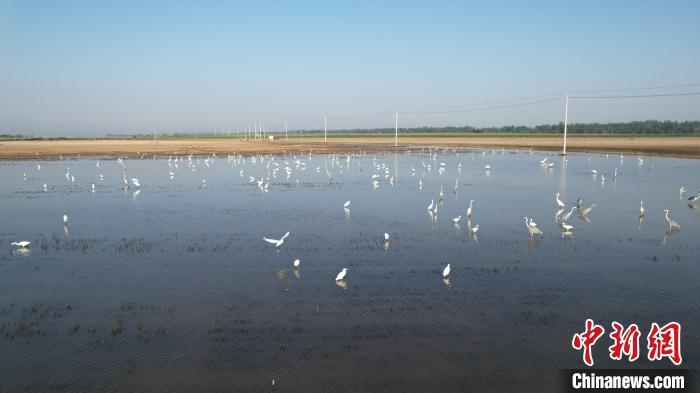 8月29日，在河北衡水湖畔，成群的白鹭在浅滩中嬉戏。王铁良 摄