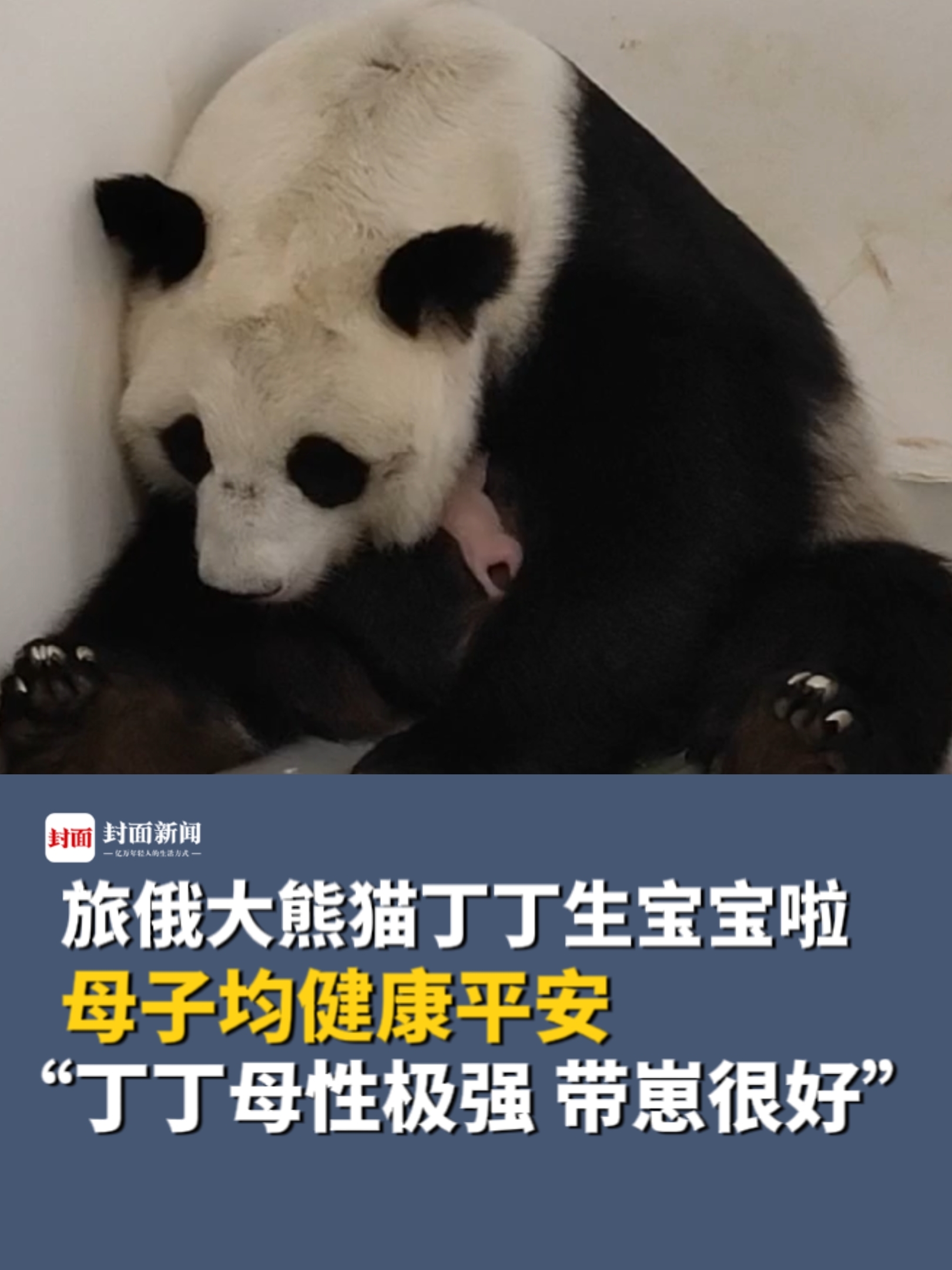 旅俄大熊猫“丁丁”生宝宝啦！“丁丁”和幼崽均健康平安