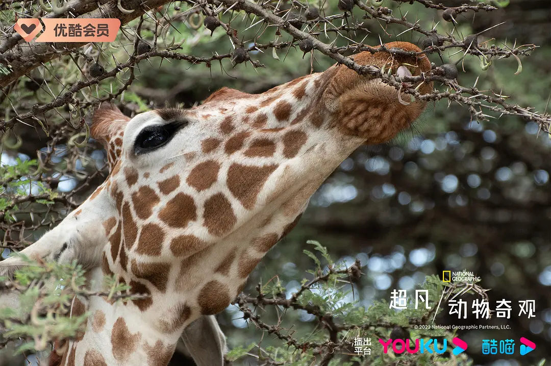 长颈鹿和哨金合欢树