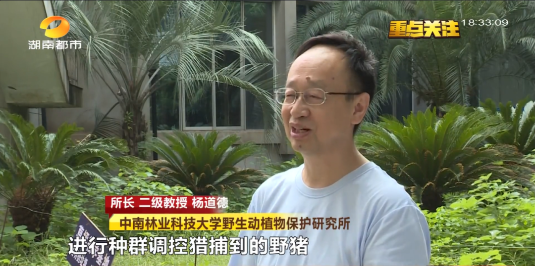 野猪被调出《湖南省地方重点保护野生动植物名录》 野猪被调出《湖南省地方重点保护野生动植物名录》