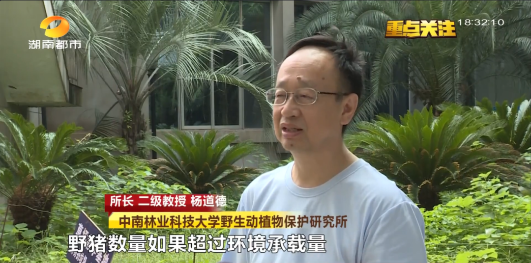 野猪被调出《湖南省地方重点保护野生动植物名录》 野猪被调出《湖南省地方重点保护野生动植物名录》