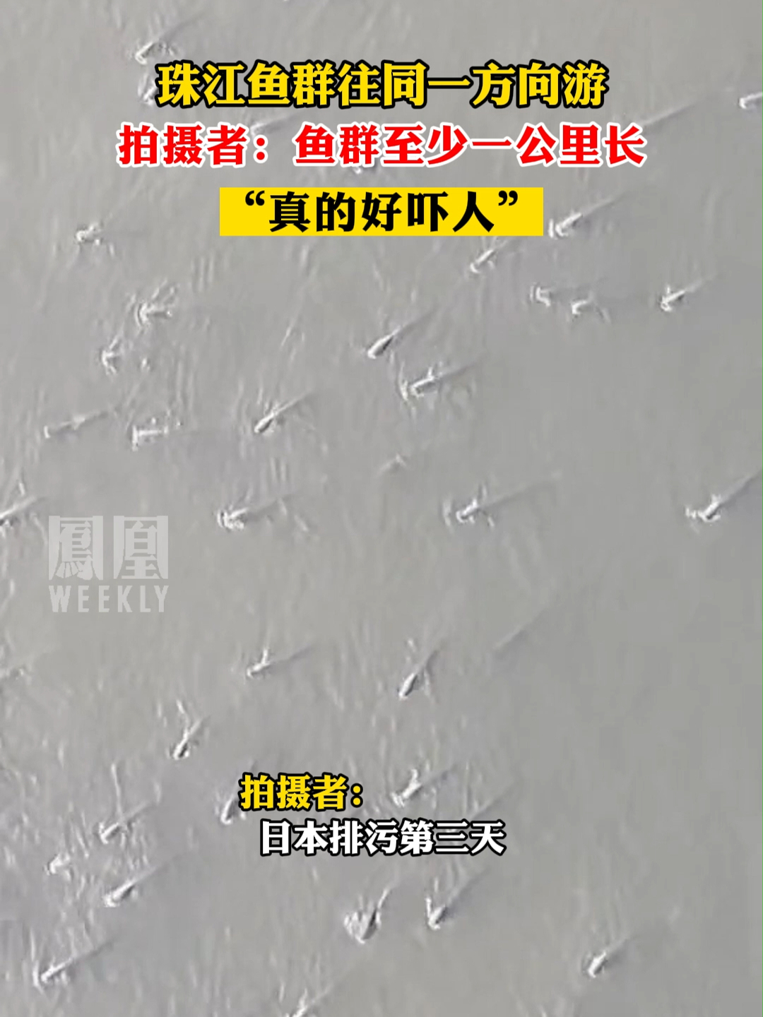 珠江鱼群往同一方向游，拍摄者：鱼群至少一公里长