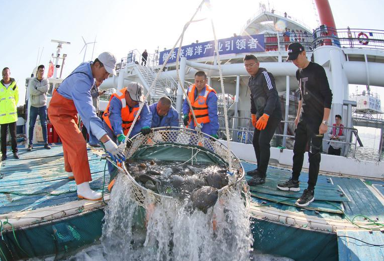 在莱山区四十里湾海域的“耕海1号”海洋牧场综合体平台，工作人员将一批斑石鲷倒入运鱼船。YMG全媒体记者 唐克 摄