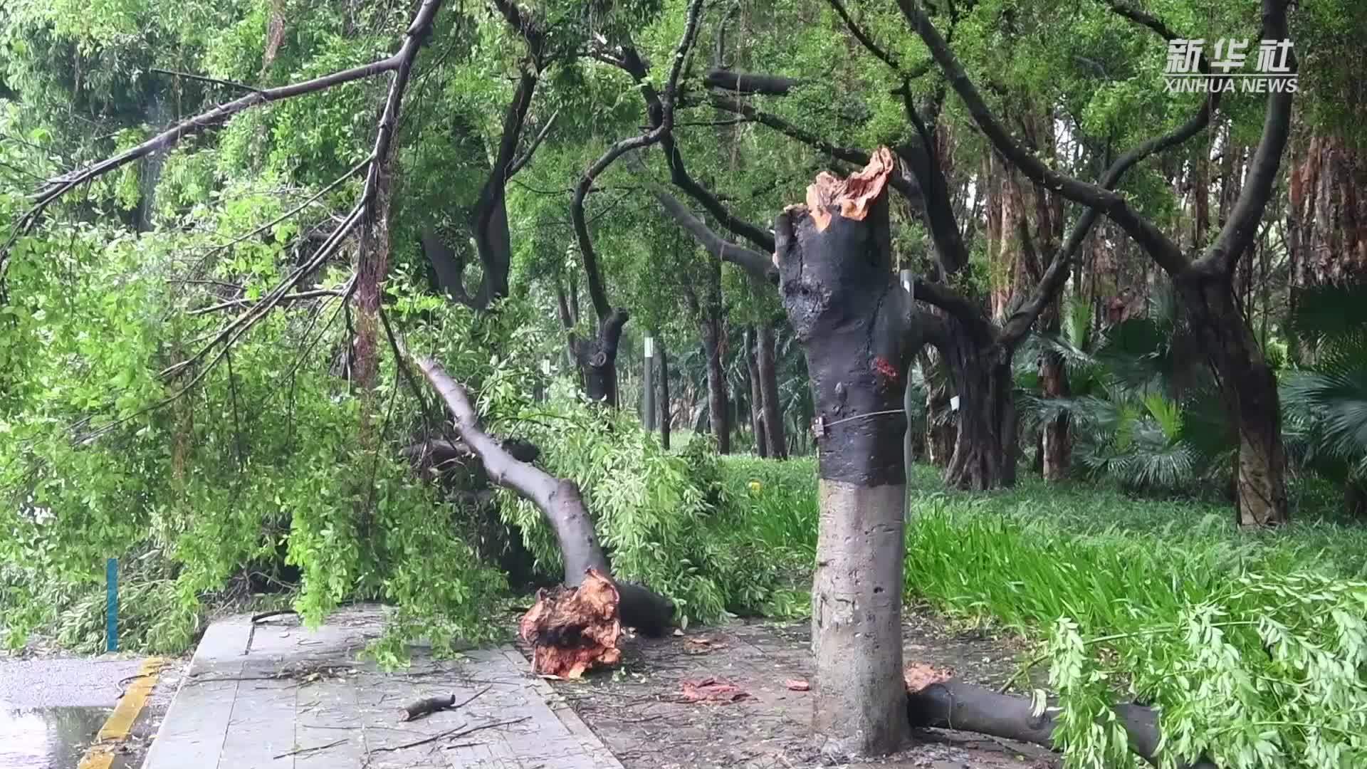 台风过后清理忙