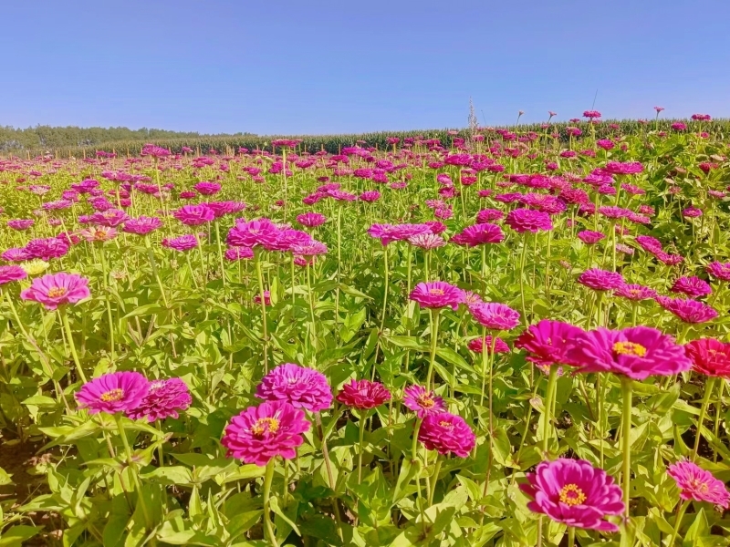 华亭“村花”组团出道 激活“美丽经济”引客来