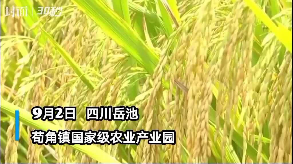 30秒 | 这个烘干中心 一天把300吨湿稻谷烘干