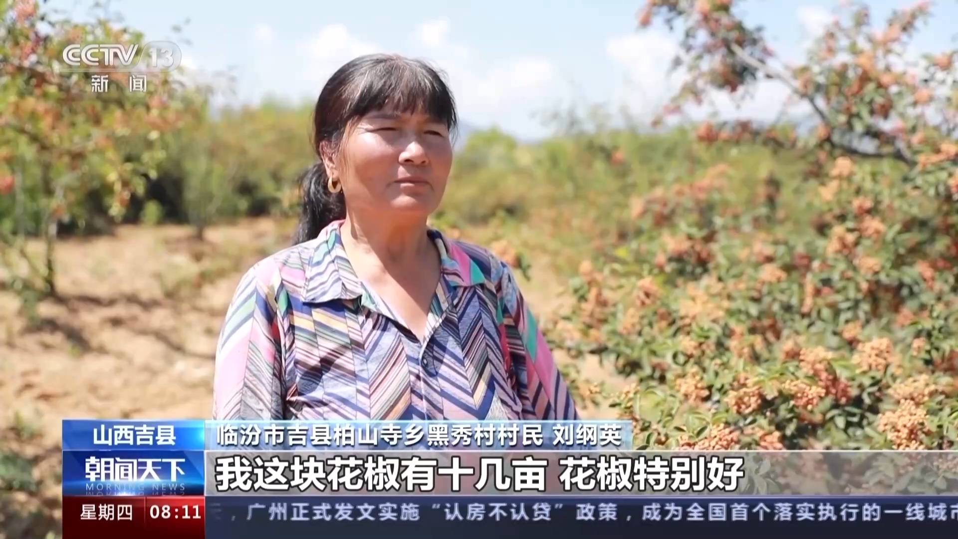 吉县黄河岸边，2.4万亩花椒成了“幸福树”