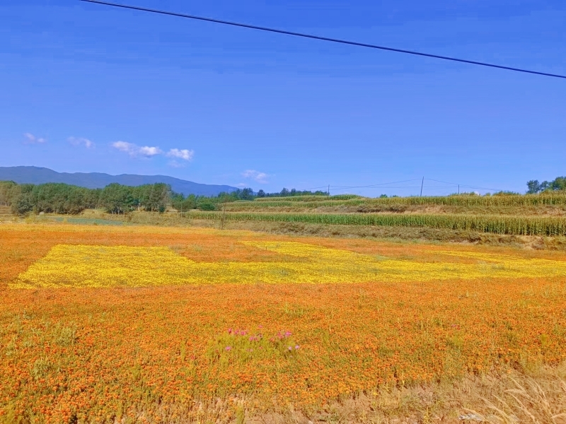 华亭“村花”组团出道 激活“美丽经济”引客来