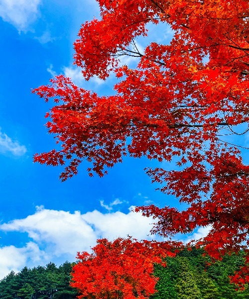 那些秋天治愈系风景，就藏在明月山的色彩里……