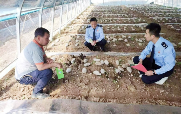 康县税务局“税顾问”深入田间地头了解中药材种植情况