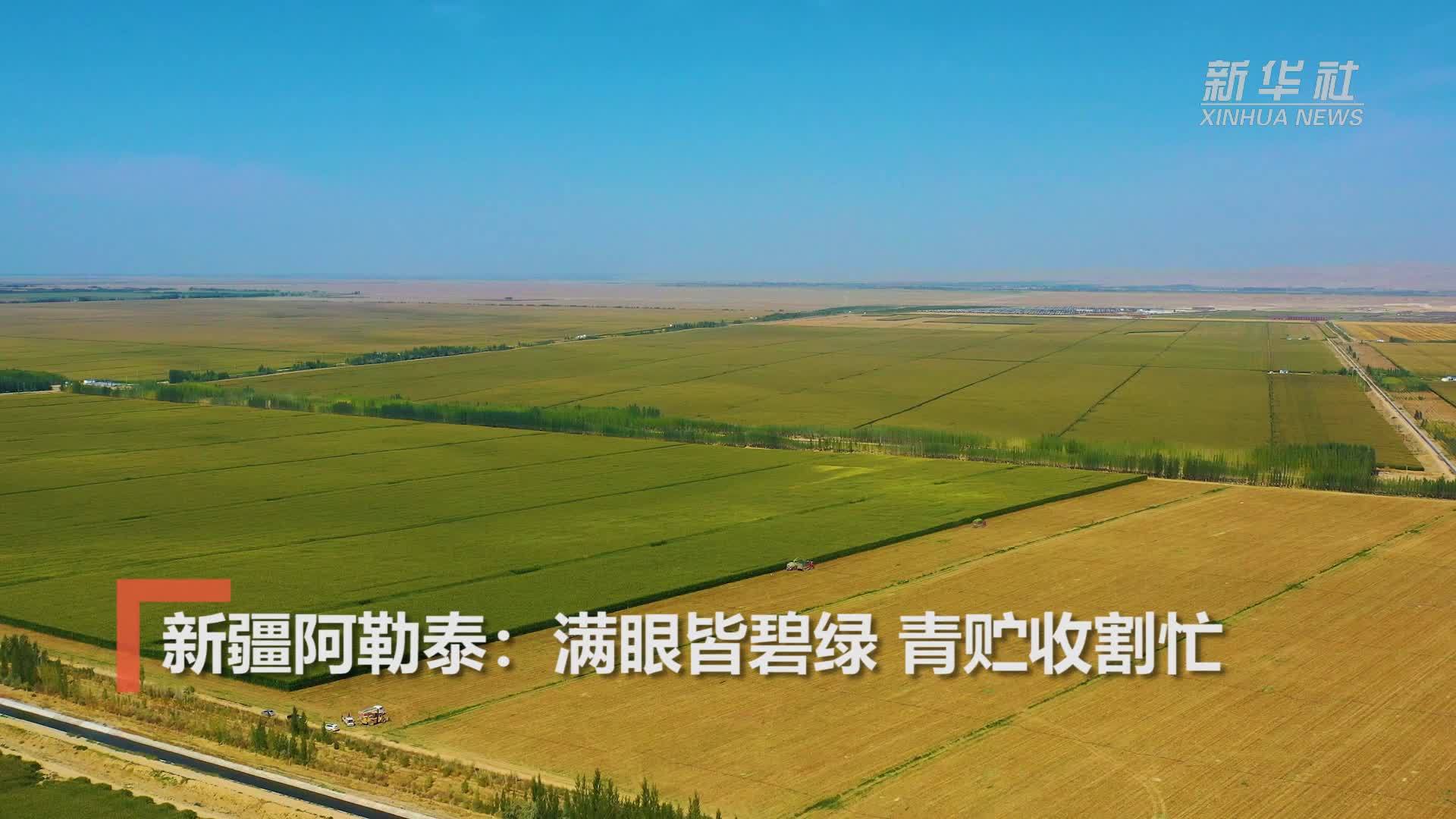 新疆阿勒泰：满眼皆碧绿 青贮收割忙