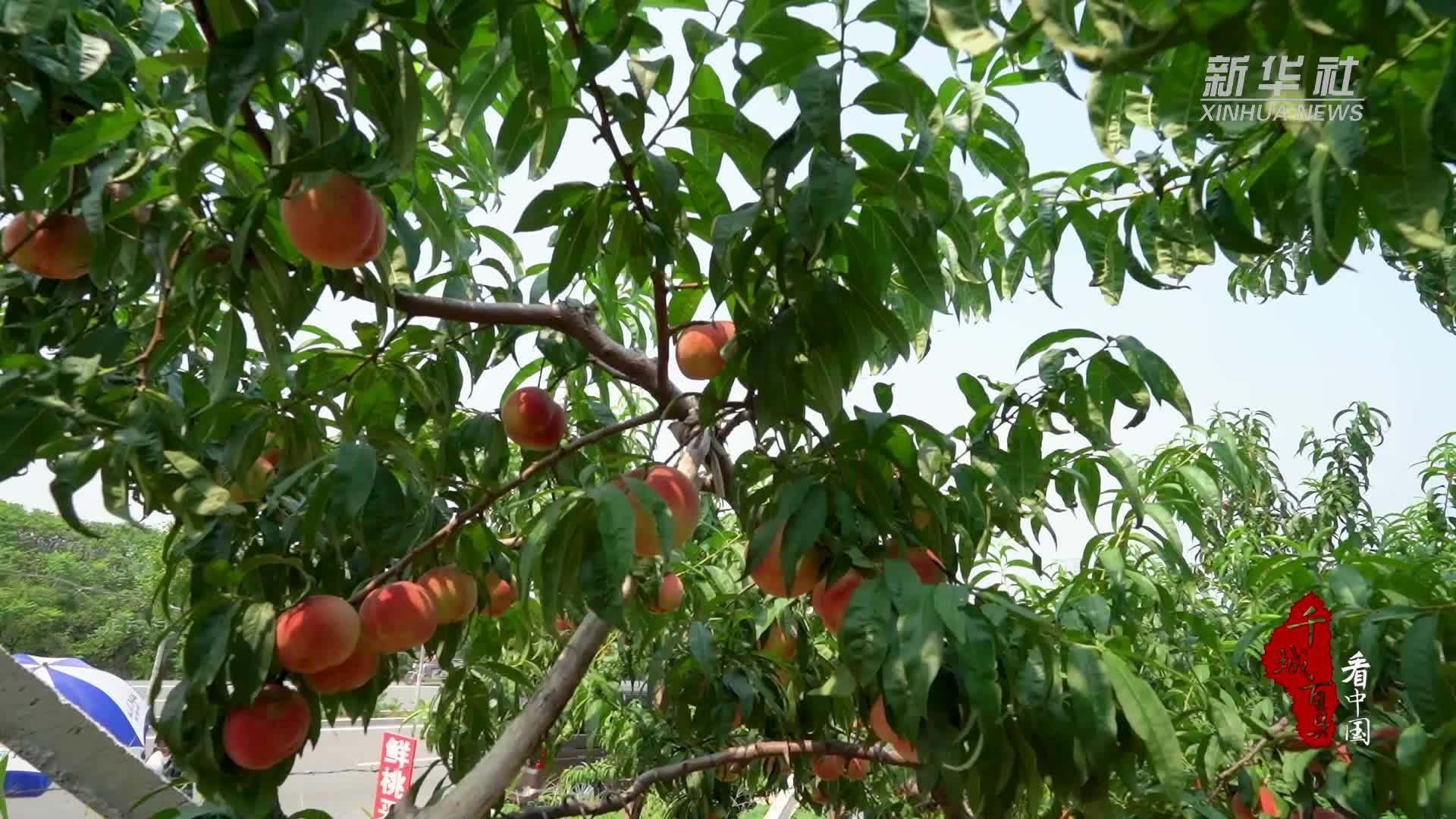 千城百县看中国｜河北山海关：甜蜜多汁久保桃