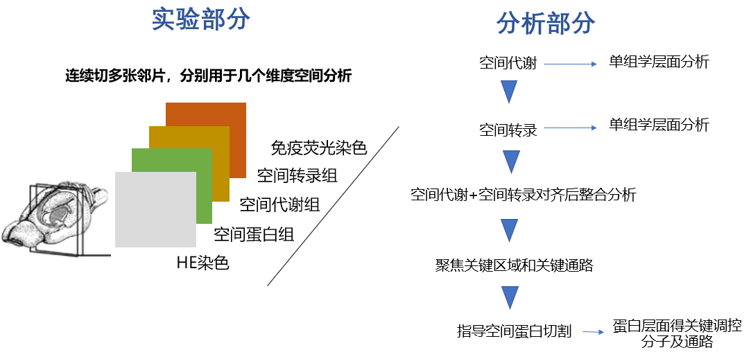 中科新生命新品发布 | 空间多组学重磅来袭_凤凰网
