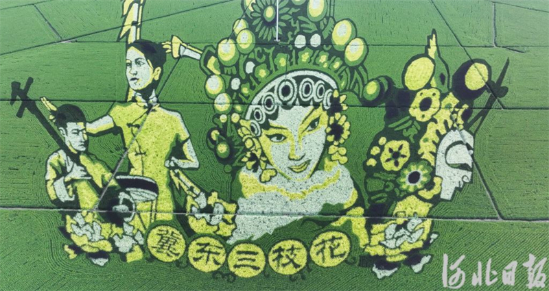 8月31日，在遵化市山里各庄拍摄的稻田画景区一角。