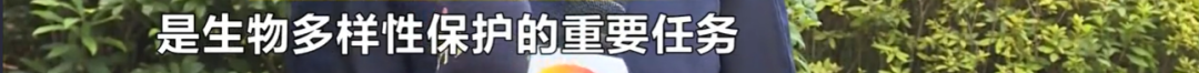 野猪被调出《湖南省地方重点保护野生动植物名录》
