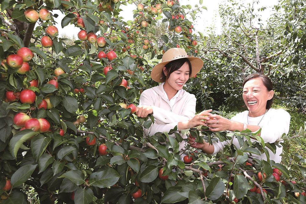 初秋九月，永吉縣北大湖林果小鎮(zhèn)進入豐果期，開九果、金紅蘋果、雞心果、龍豐果相繼上市，吸引了眾多游客前來采摘。 吉林日報記者 丁研 攝