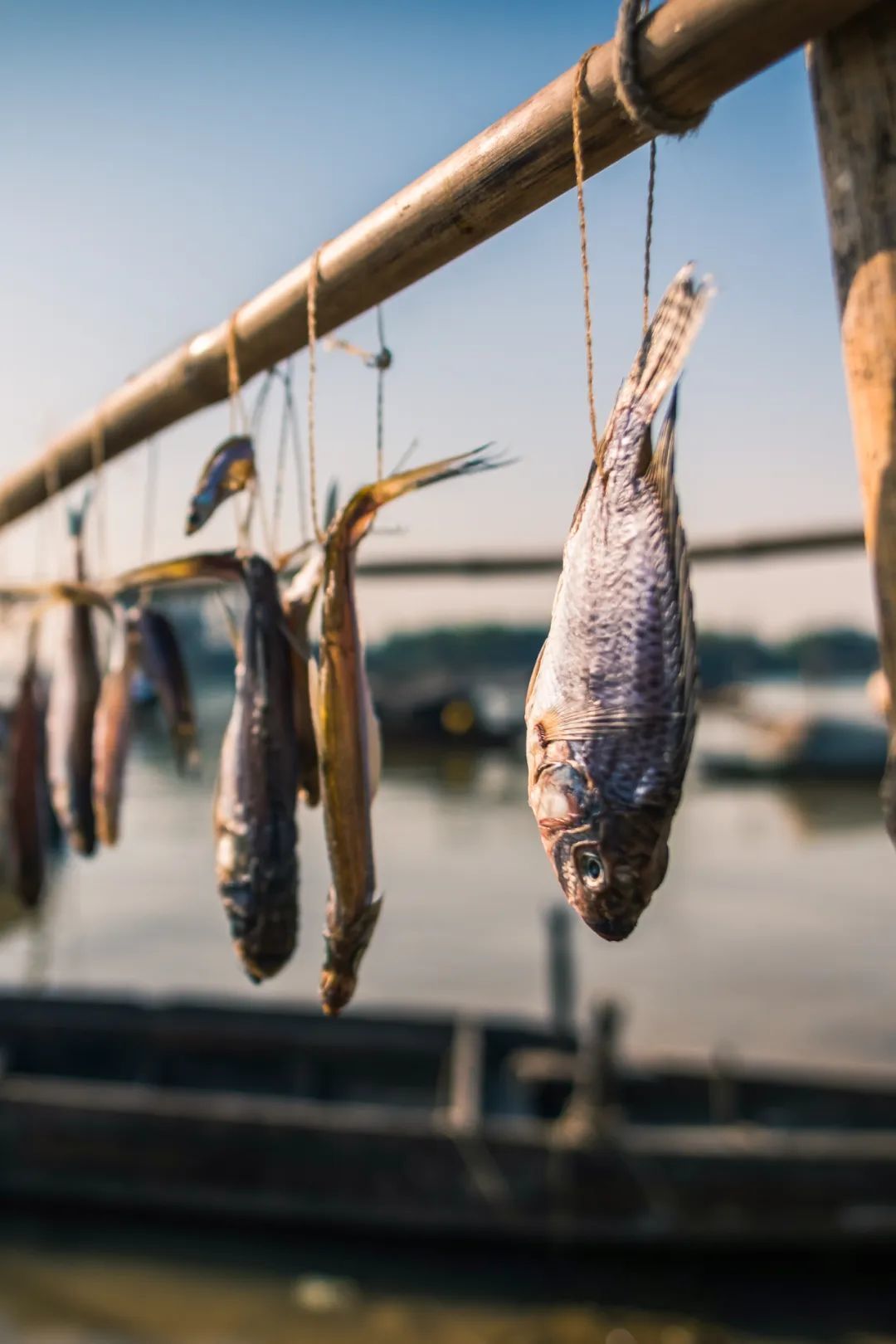 清遠江邊的曬魚干。圖/圖蟲·創(chuàng)意，攝影/光影無聲