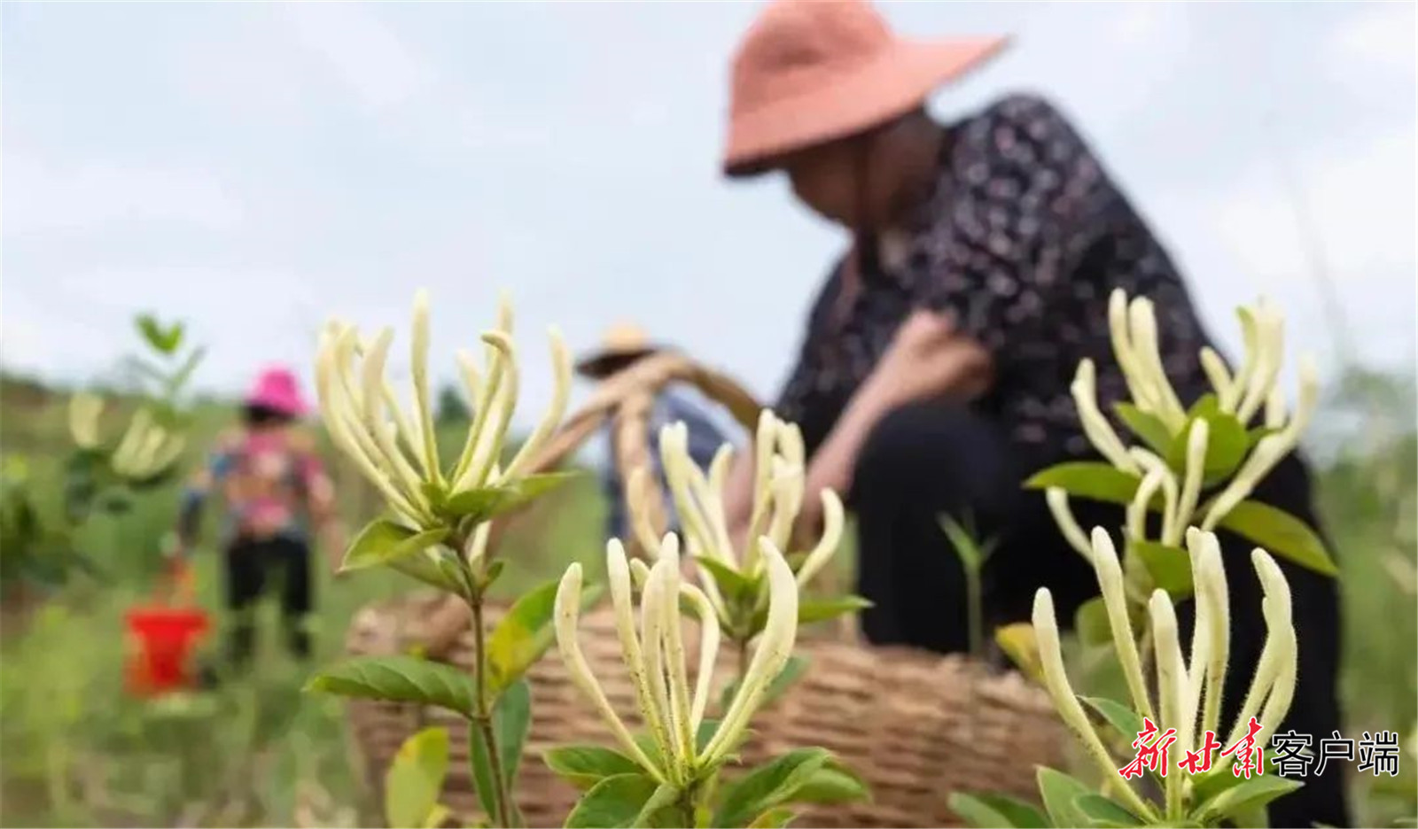 金银花成为宁县群众增收致富的“幸福花”