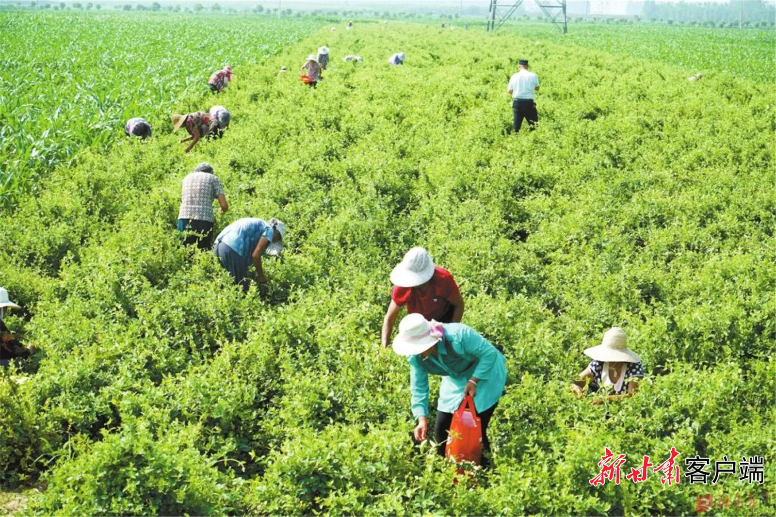 种植示范基地的金银花喜获丰收