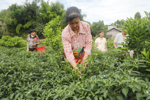 涅凤农业公司组织村民采摘辣椒