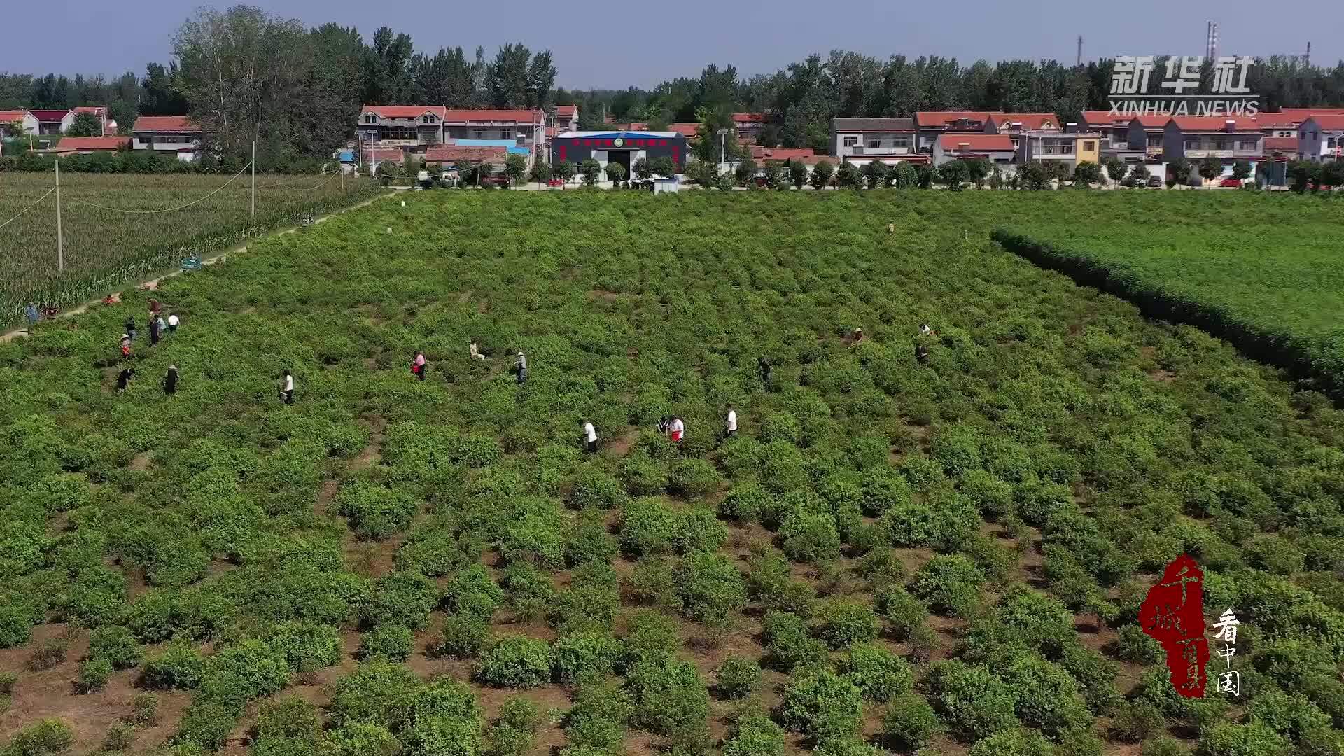 千城百县看中国｜山东郓城：金银花开“金银”来