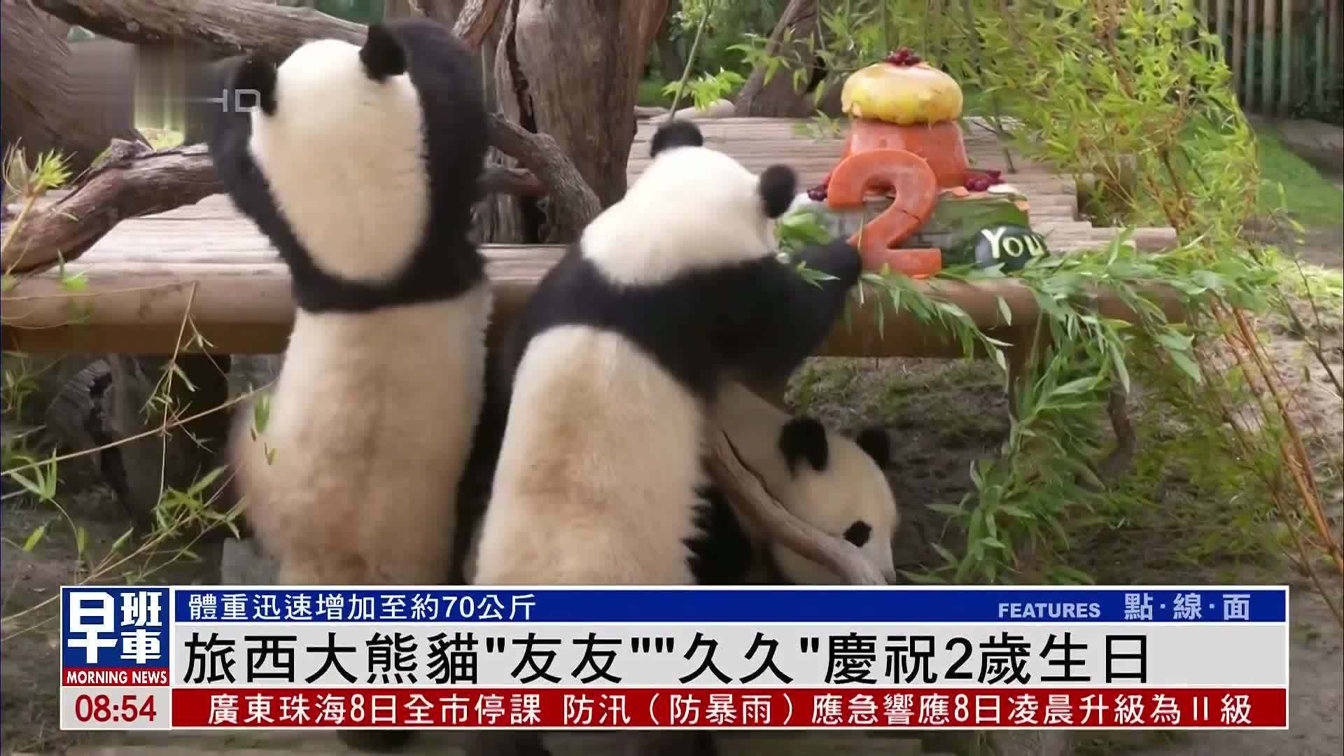 旅西大熊猫“友友”“久久”庆祝2岁生日