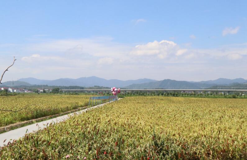 高岭中国村的高粱红了