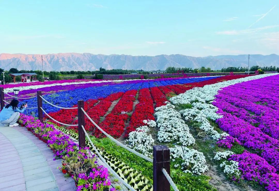 白银大坪花海公园一角