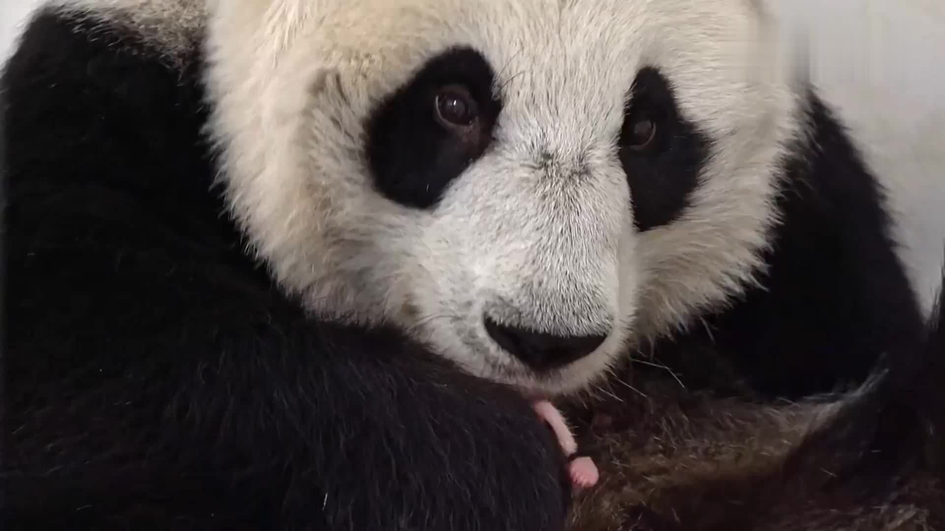 新手母亲的骄傲和喜悦！旅俄大熊猫丁丁为幼崽梳毛