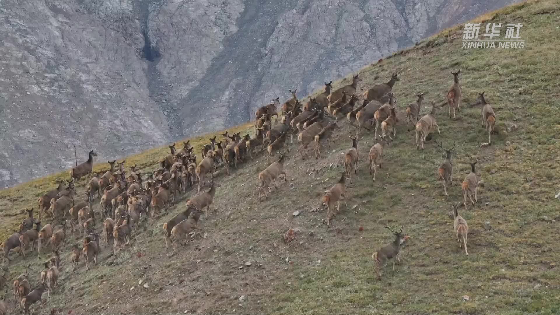 百余只白唇鹿现身甘肃祁连山保护区