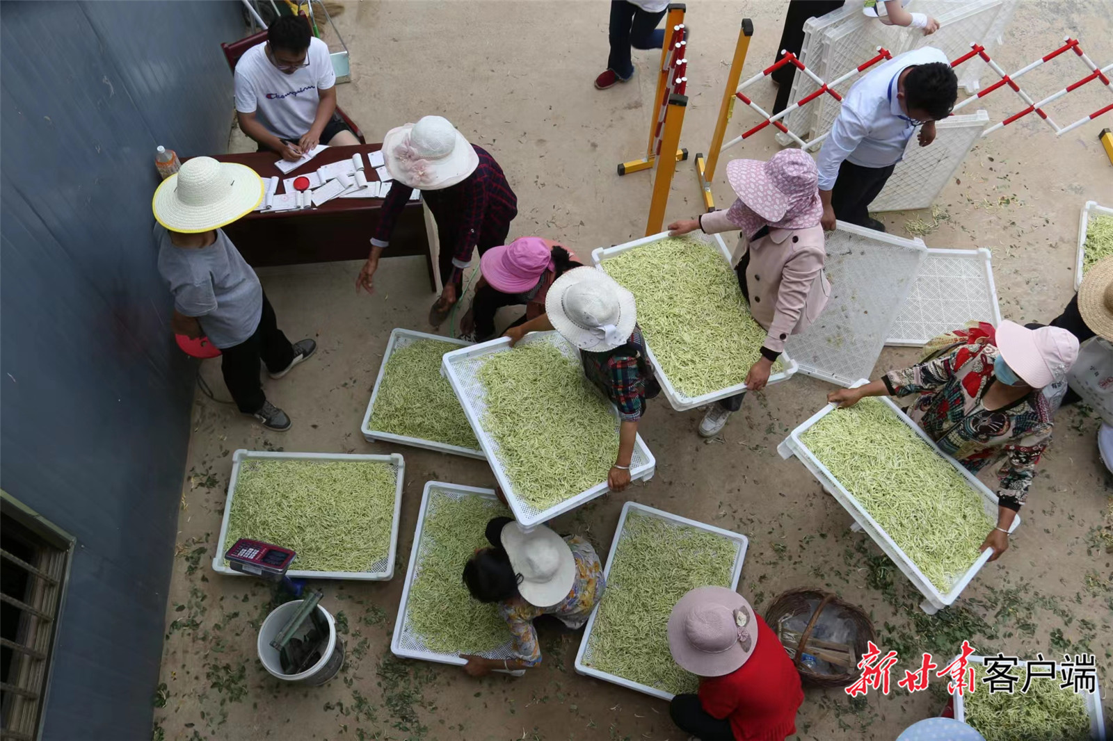 种植户在金银花收购点交花（文中图片由宁县农业农村局提供 邵建设 摄）