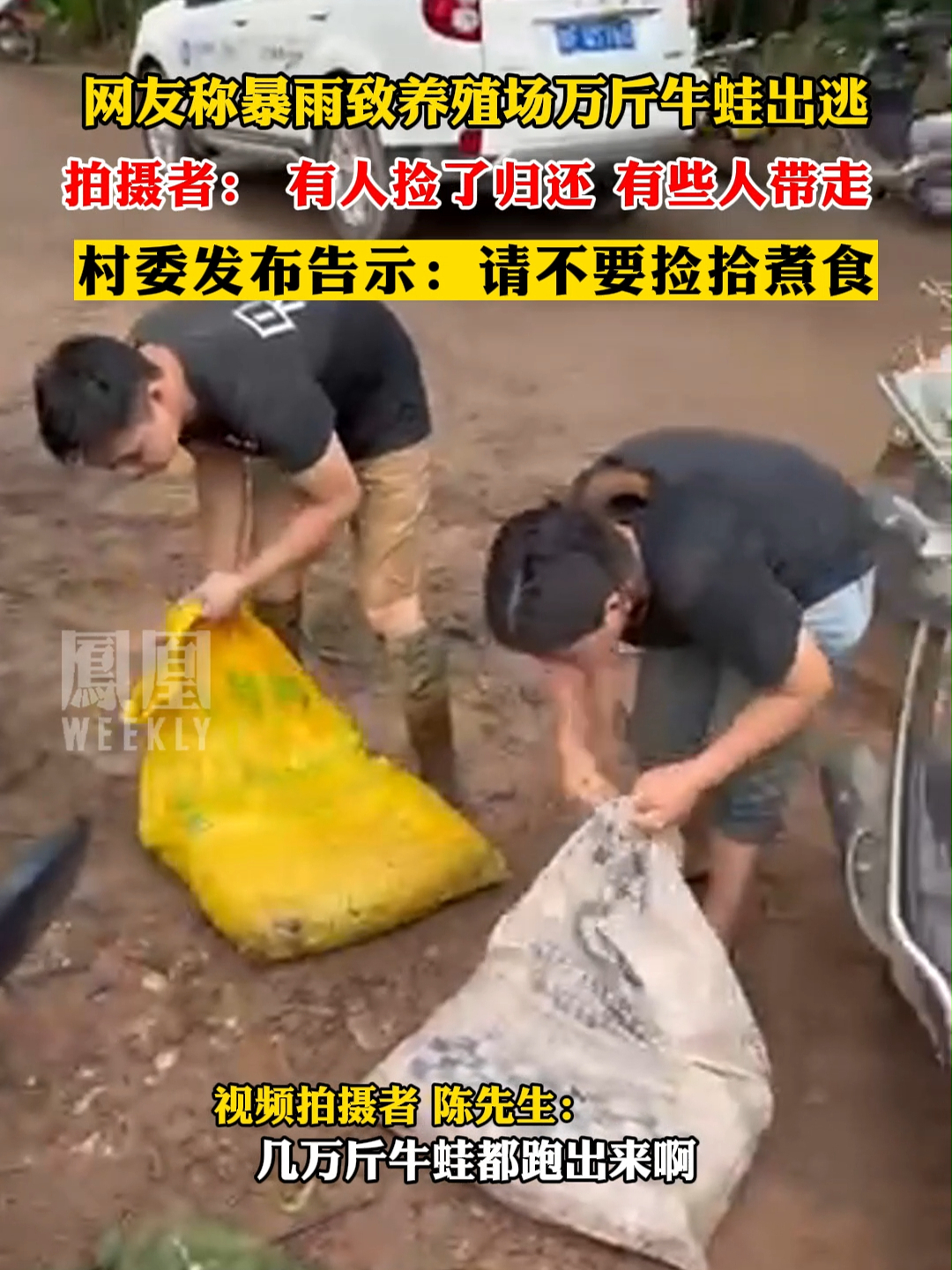 网友称暴雨致养殖场万斤牛蛙出逃，拍摄者：有人捡了归还 有些人带走 #牛蛙